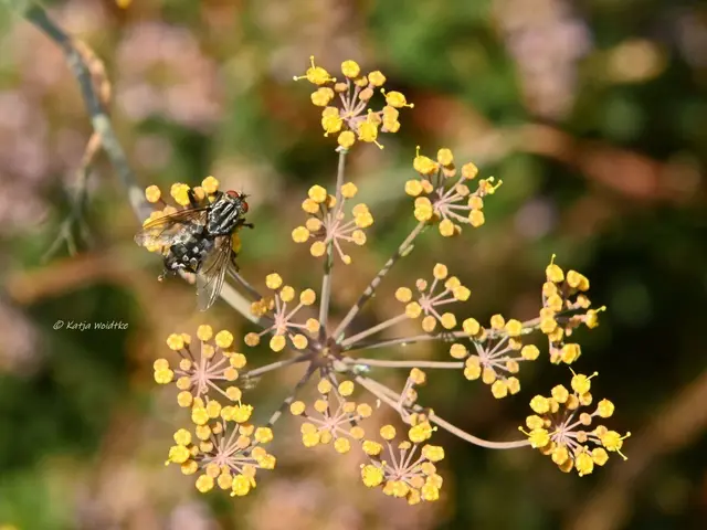 Graue Fleischfliege