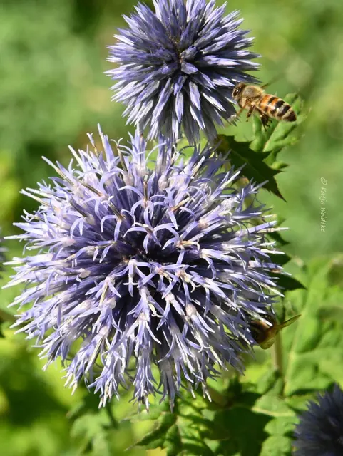 Kugeldistel