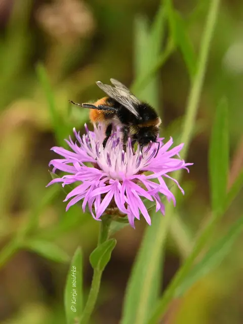 Steinhummel Wiesen-Flockenblume