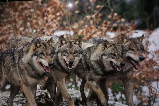 Der Wolf sollte weitaus mehr Grund zur Sorge um seinen Bestand haben als der Mensch. | Foto: Willi Rolfes