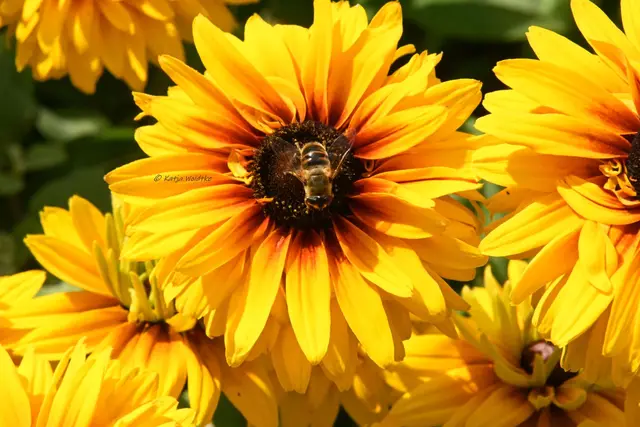 Insektenfreundliche Gärten (Foto: Katja Woidtke)

Insektenmagnet Sonnenhut | Foto: Katja Woidtke