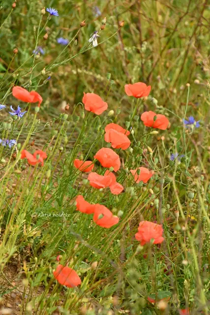 Wildblumenwiese