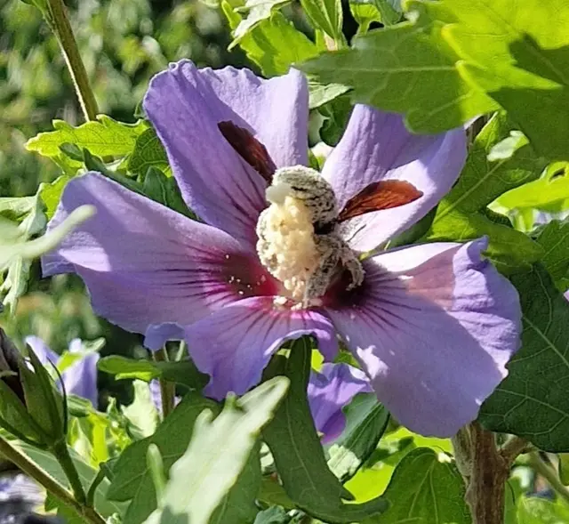 Holzbiene bestäubt sich in der Hibiskusblüte.