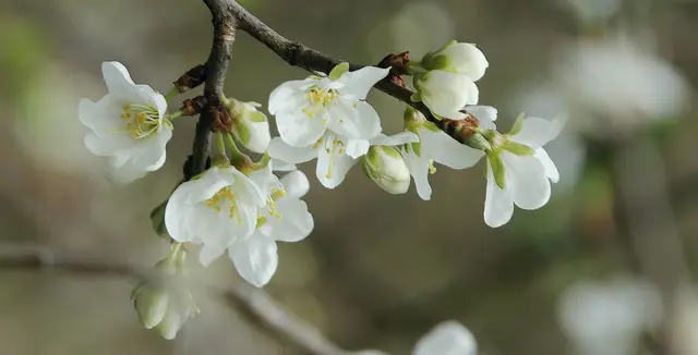 Schlehenblüte im Monat April