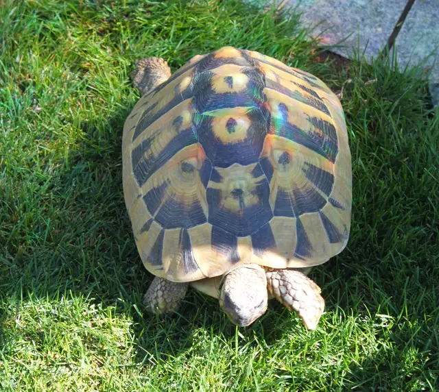 Die 24 Jahre alte Schildkröte „Schildi“ ist das Haustier der Spechts. | Foto: Peter Heider