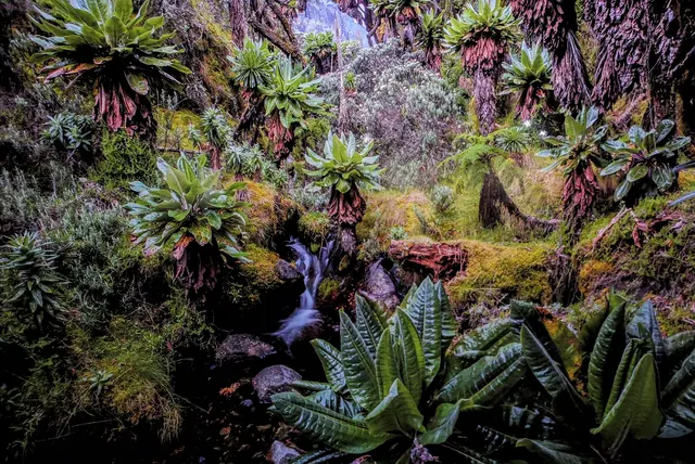 Pflanzen im Ruwenzori Gebirge | Foto: Christian Ziegler