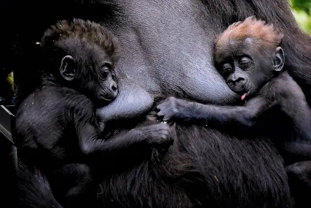 Eine Flachlandgorilla Mutter mit dem gerade 6-wöchigen Doppelpack. | Foto: Edwin Giesbers