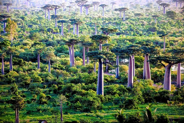 Wie die Zinnsoldaten, Baobab's | Foto: Pascal Maitre