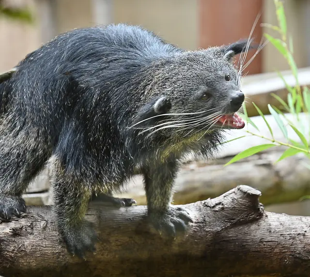 Binturong - die neuen Bewohner im Dschungelpalast