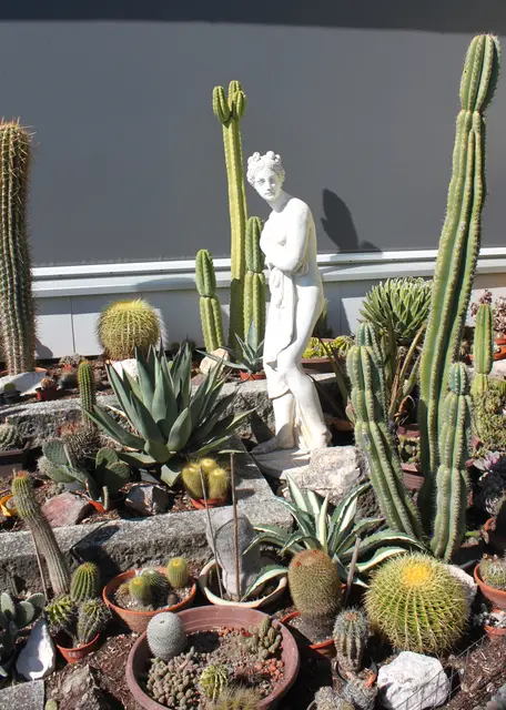 Manche Kakteen überragen sogar die Statue im Vorgarten der Familie. | Foto: Peter Heider