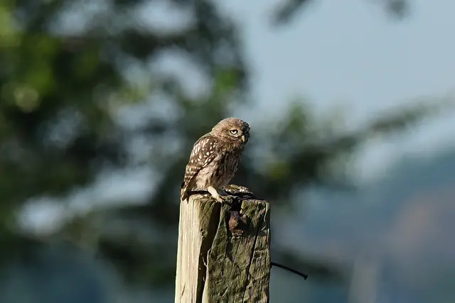 Foto: Copyright Andreas Schäfer