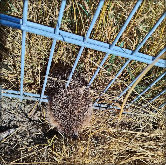 Trauriger Fund: Dieser Igel verendete offenbar, nachdem er sich in einem Gartenzaun verfangen hatte. Ein kleiner Durchschlupf könnte solche Unfälle verhindern. Foto: 08.08.2026. | Foto: HaMa