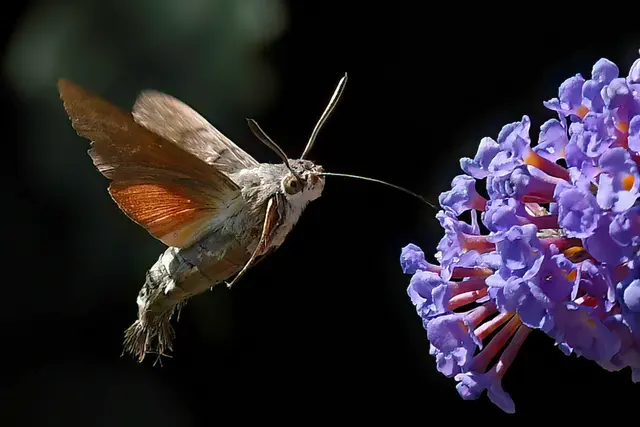 Foto: Copyright Andreas Schäfer