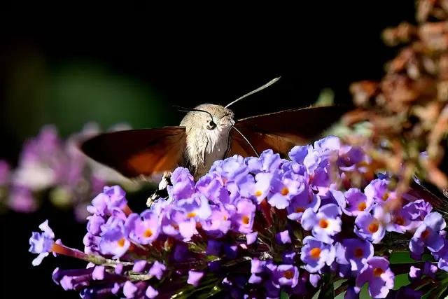 Foto: Copyright Andreas Schäfer