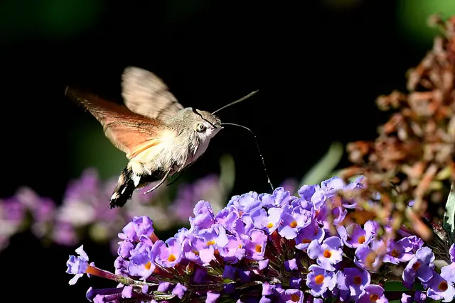 Foto: Copyright Andreas Schäfer