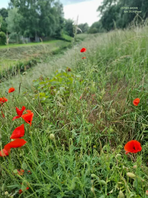 Ostsee-MOHN♥
2026@AnastasiA