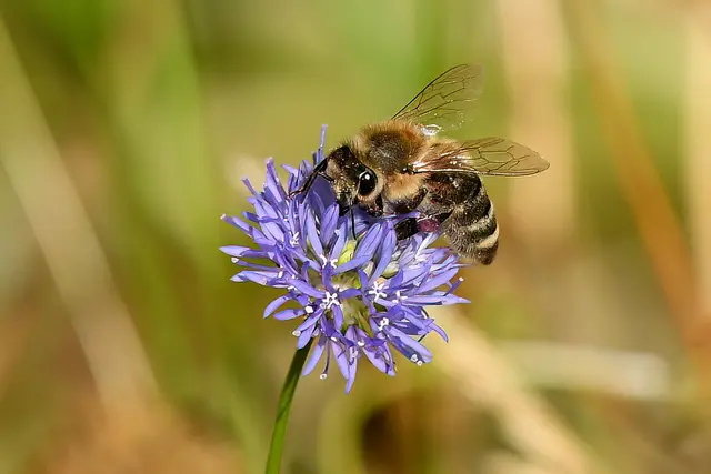 Wildbiene | Foto: Copyright Andreas Schäfer