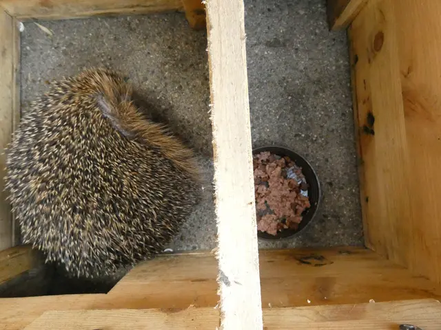 🦔😴👃👃👃