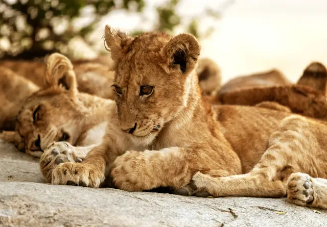 Symbolbild: Kleine Löwen  | Foto: Mariola Grobelska/Unsplash 
