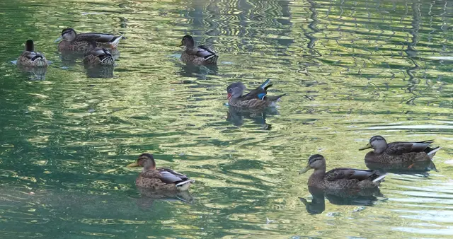 Im Pulk der schwimmenden Stockenten muß man ihn schon länger bzw. durch die lange Brennweite suchen