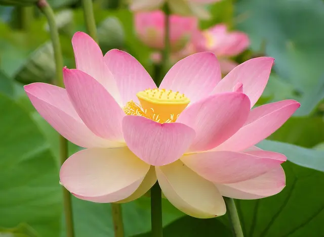 https://upload.wikimedia.org/wikipedia/commons/thumb/d/d3/Nelumno_nucifera_open_flower_-_botanic_garden_adelaide2.jpg/1280px-Nelumno_nucifera_open_flower_-_botanic_garden_adelaide2.jpg?utm_source=de.wikipedia.org&amp;utm_campaign=index&amp;utm_content=thumbnail | Foto: wikimedia.org