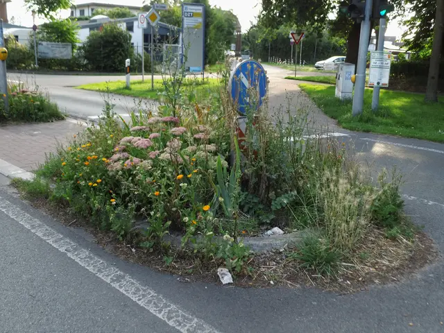 Verkehrsinsel Brüner Landstraße Höhe Fußgängerampel: Am Schwan/Brömderweg
 | Foto: Siegmund Walter, 11.07.2024