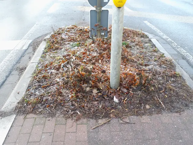 Verkehrsinsel Brüner Landstraße Höhe Fußgängerampel: Am Schwan/Brömderweg | Foto: Siegmund Walter, 30.12.2025, 10:50 Uhr