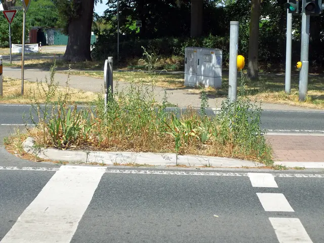 Verkehrsinsel Brüner Landstraße Höhe Fußgängerampel: Am Schwan/Brömderweg. | Foto: Siegmund Walter, 21.07.2026, 12:57 Uhr