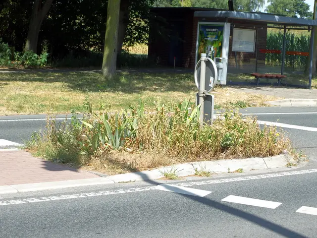 Verkehrsinsel Brüner Landstraße Höhe Fußgängerampel: Am Schwan/Brömderweg | Foto: Siegmund Walter, 21.07.2026, 12:57 Uhr