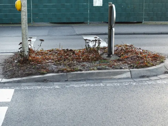 Verkehrsinsel Brüner Landstraße Höhe Fußgängerampel: Am Schwan/Brömderweg | Foto: Siegmund Walter, 30.12.25, 14:25 Uhr