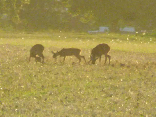 Unsere Rehe  20:14 Uhr
