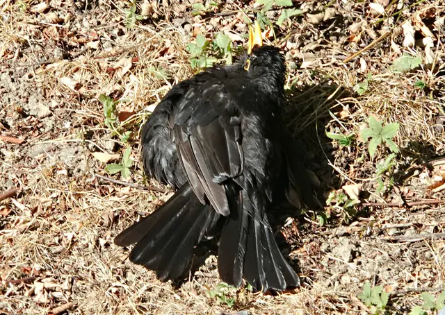 Mit weit geöffnetem Schnabel gibt die Amsel überschüssige Körpertemperatur ab