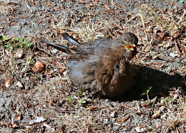 Unter der Trockenheit leiden viele Vögel in den Gärten und Parks