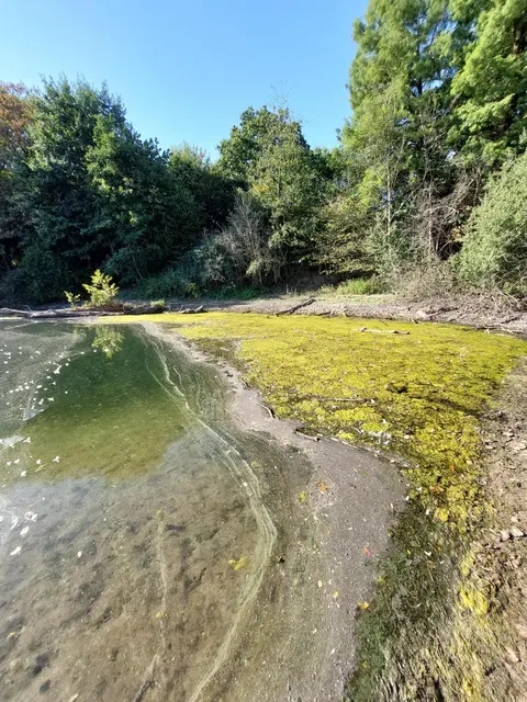 Im Uettelsheimer See wurden jetzt Blaualgen gefunden. Der Kontakt mit ihnen birgt Gefahren für Mensch und Tier.
Foto: WBD