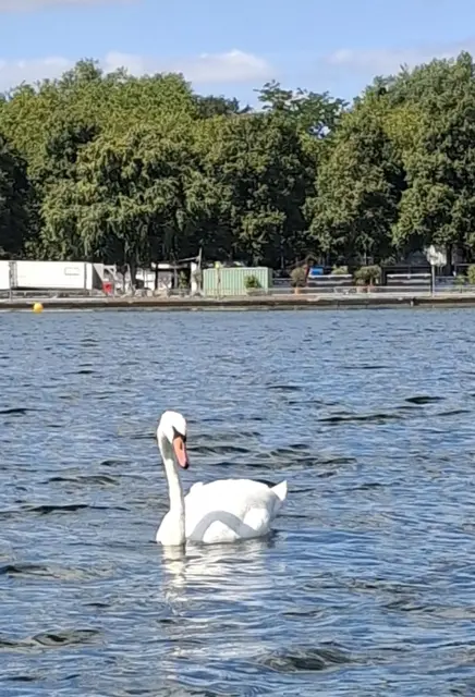 Schwan vom Maschsee | Foto: Winfried Gehrke