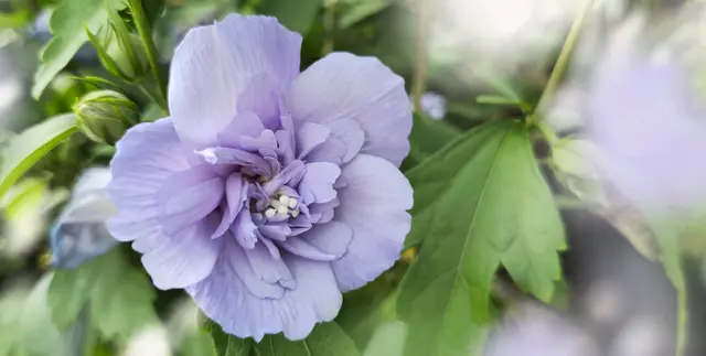 Hibiscus syriacus 'Blue Chiffon', auch Strauch-Eibisch genannt, zählt zur Familie der Malvengewächse.
