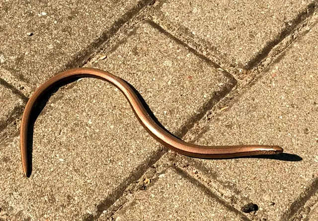 Kupferfarbener Glanz: Eine beinlose Eidechse im Sonnenlicht. | Foto: Marie Paltian 