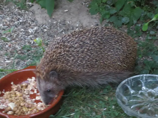 Dem Igel schmeckt es.