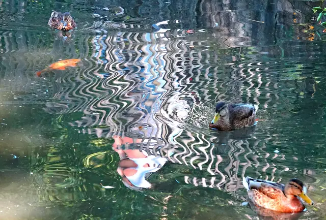 "Floating Piers" im Schmutterpark: das Spiegelbild der Besucherin verschwimmt durch den Wellengang der Enten
