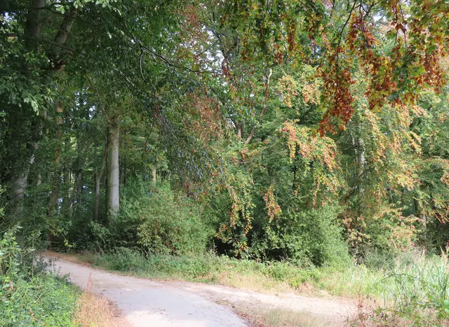 Der Wald hat Durst