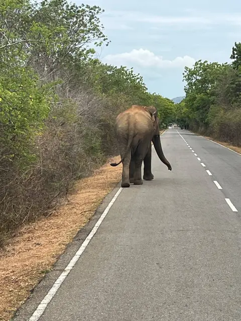 Elefant 🐘 auf der Straße im Kulturviertel um Habarana/Minneriya nahe des Yala - Nationalparks 🏞 in Sri Lanka | Foto: Privat, 08/2026