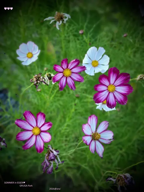 frisch Erblühtes neben alt-verwelkten Blüten ....