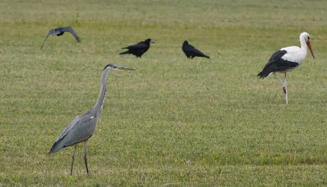 Ein "Zuckerl" war am Ende dieser Vogelmix am Ufer