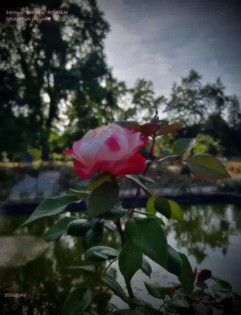 EDELROSE♥