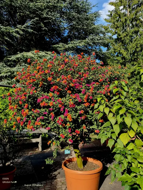 BUNT