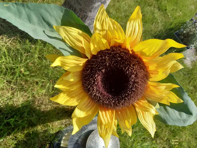2021 SUN Flower