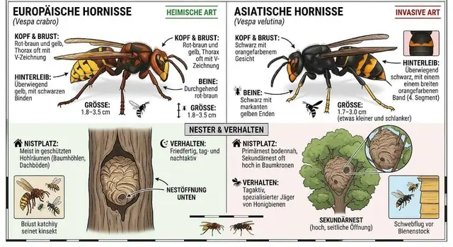 Gegenüberstellung  der Europäischen und der Asiatischen Hornisse mit Hilfe der KI (Gemini)