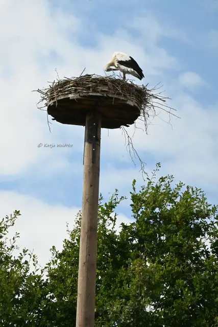Jungstorch