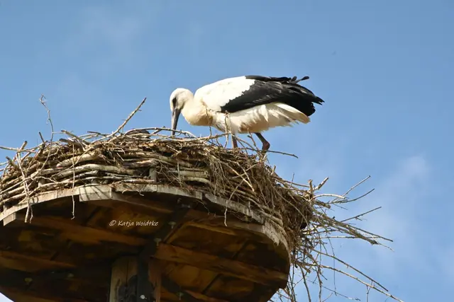 Jungstorch 