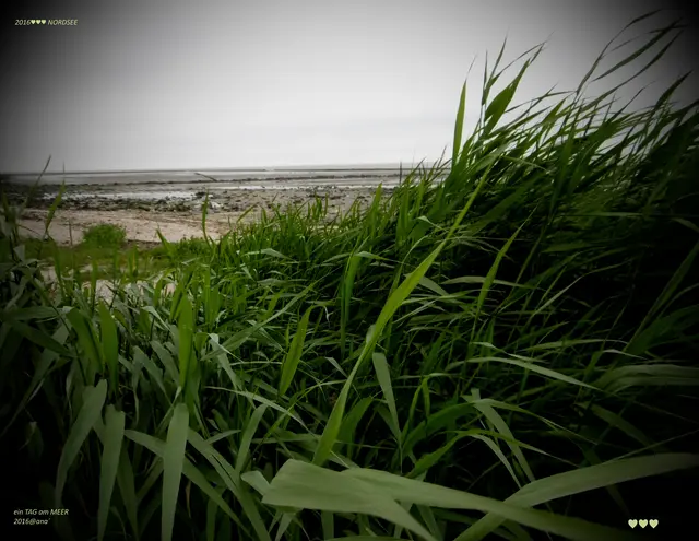 GRAS an der See